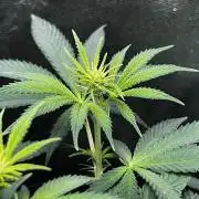 Ryu & Ken - Training Partners