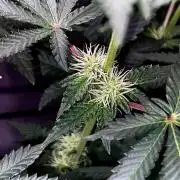 Ryu & Ken - Training Partners