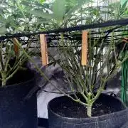 Ryu & Ken - Training Partners