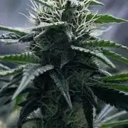 Ryu & Ken - Training Partners