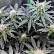 Ryu & Ken - Training Partners