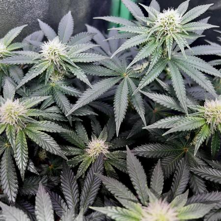 Ryu & Ken - Training Partners