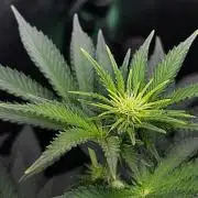 Ryu & Ken - Training Partners