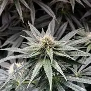 Ryu & Ken - Training Partners