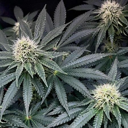 Ryu & Ken - Training Partners