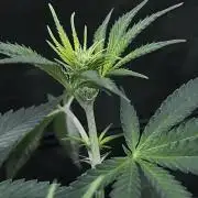 Ryu & Ken - Training Partners