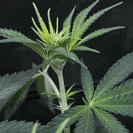 Ryu & Ken - Training Partners