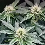 Ryu & Ken - Training Partners