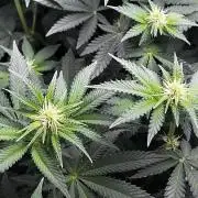 Ryu & Ken - Training Partners