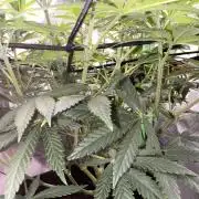 Ryu & Ken - Training Partners