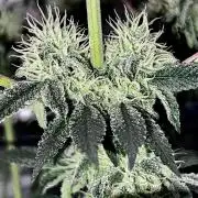 Ryu & Ken - Training Partners