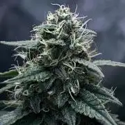 Ryu & Ken - Training Partners