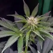 Ryu & Ken - Training Partners