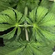 Ryu & Ken - Training Partners