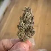 Sour Diesel & Mimosa x Orange Punch