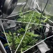 Sour Diesel & Mimosa x Orange Punch