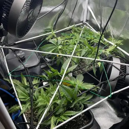 Sour Diesel & Mimosa x Orange Punch
