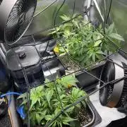 Sour Diesel & Mimosa x Orange Punch