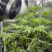 Sour Diesel & Mimosa x Orange Punch