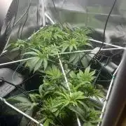 Sour Diesel & Mimosa x Orange Punch