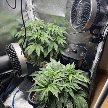 Sour Diesel & Mimosa x Orange Punch