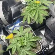 Sour Diesel & Mimose x Orange Punch