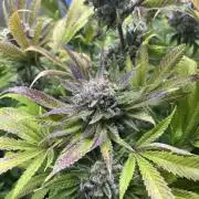 Sour Diesel & Mimosa x Orange Punch