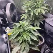 Sour Diesel & Mimosa x Orange Punch