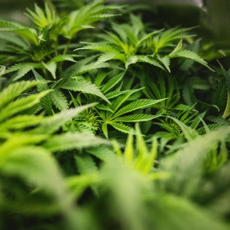 Sour Diesel & Mimosa x Orange Punch