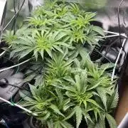 Sour Diesel & Mimosa x Orange Punch