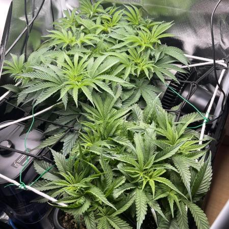 Sour Diesel & Mimosa x Orange Punch