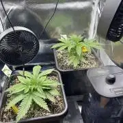 Sour Diesel & Mimose x Orange Punch