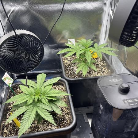 Sour Diesel & Mimose x Orange Punch