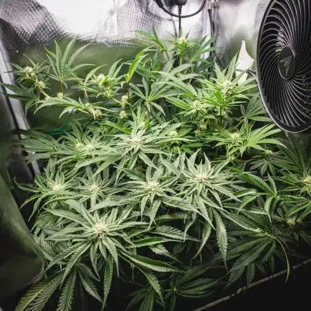 Sour Diesel & Mimosa x Orange Punch