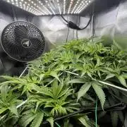 Sour Diesel & Mimosa x Orange Punch