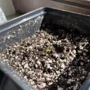 Mephistos Mango Smile