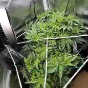 Sour Diesel & Mimosa x Orange Punch