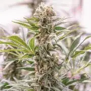 Sour Vanilla Candy Grow by TerpyZ