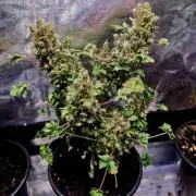 ABC FLO FUSION Mutant by TerpyZ Grow