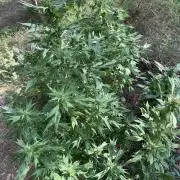 Zen - X (Gargoyle) Swag by TerpyZ