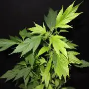 Gringo Variegated Lemon by Terpyz