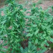 Z FUEL SWAG by Terpyz Grow