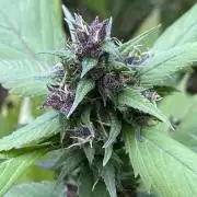 Spicy Temptation GPP Outdoor by Terpyz