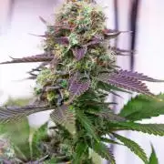 Sacred Cream by TerpyZ Grow