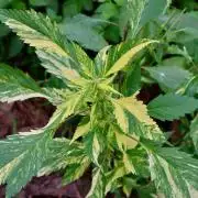 SWAG Variegated Delight by Terpyz