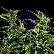 Blue Berry Lime Kush AD by Terpyz