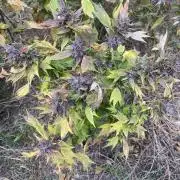 Zen - X (Gargoyle) Swag by TerpyZ