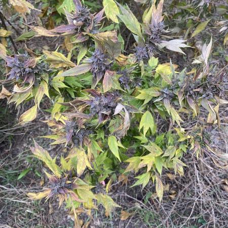 Zen - X (Gargoyle) Swag by TerpyZ