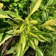 Gringo Variegated Lemon by Terpyz