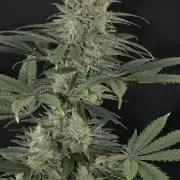 Cheddar Mintz by TerpyZ